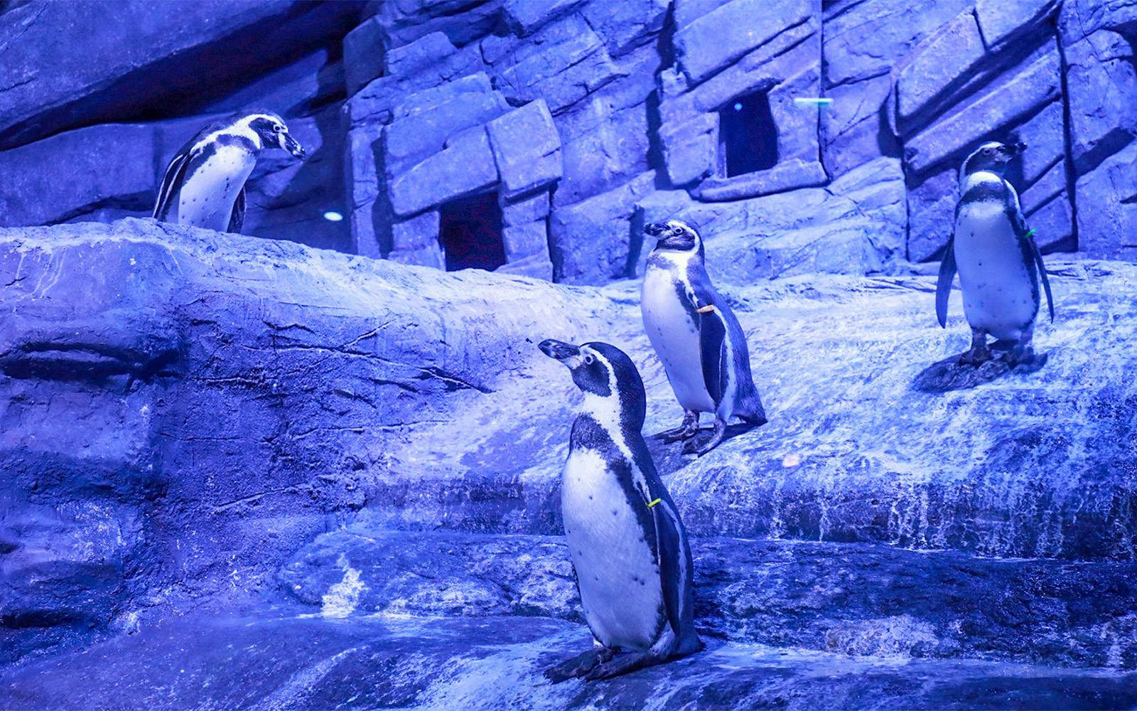 Aquaria Phuket Tickets: Thai Residents Image 6