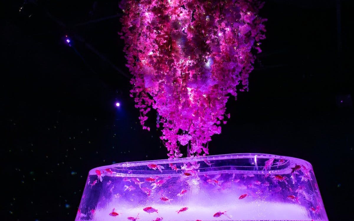 Art Aquarium Museum GINZA Skip-the-Line Pass: Couple & Family Deal (Flash deal for min. 2 guests) Image 11