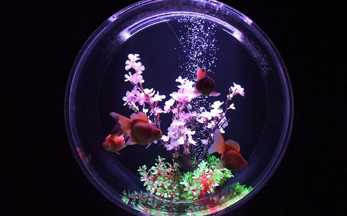Art Aquarium Museum GINZA Skip-the-Line Pass: Couple & Family Deal (Flash deal for min. 2 guests) Image 3
