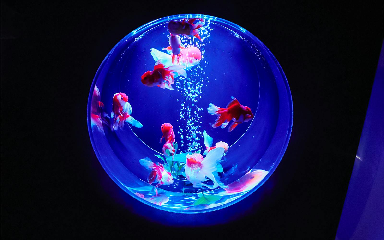 Art Aquarium Museum Ginza Tickets Image 1