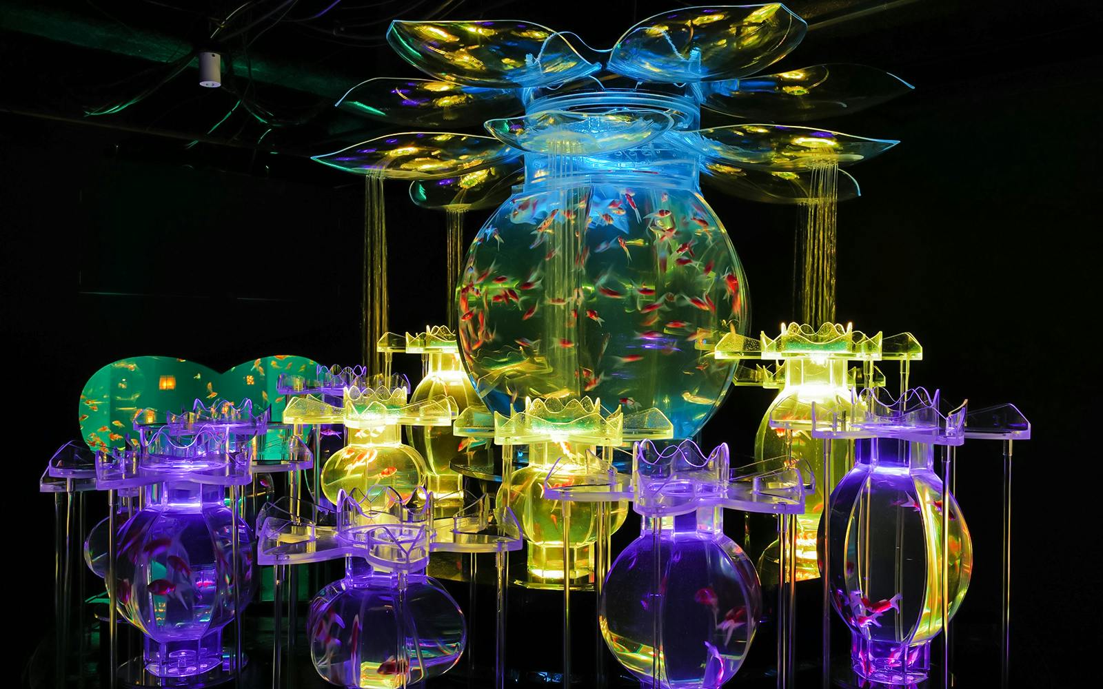 Art Aquarium Museum Ginza Tickets Image 12