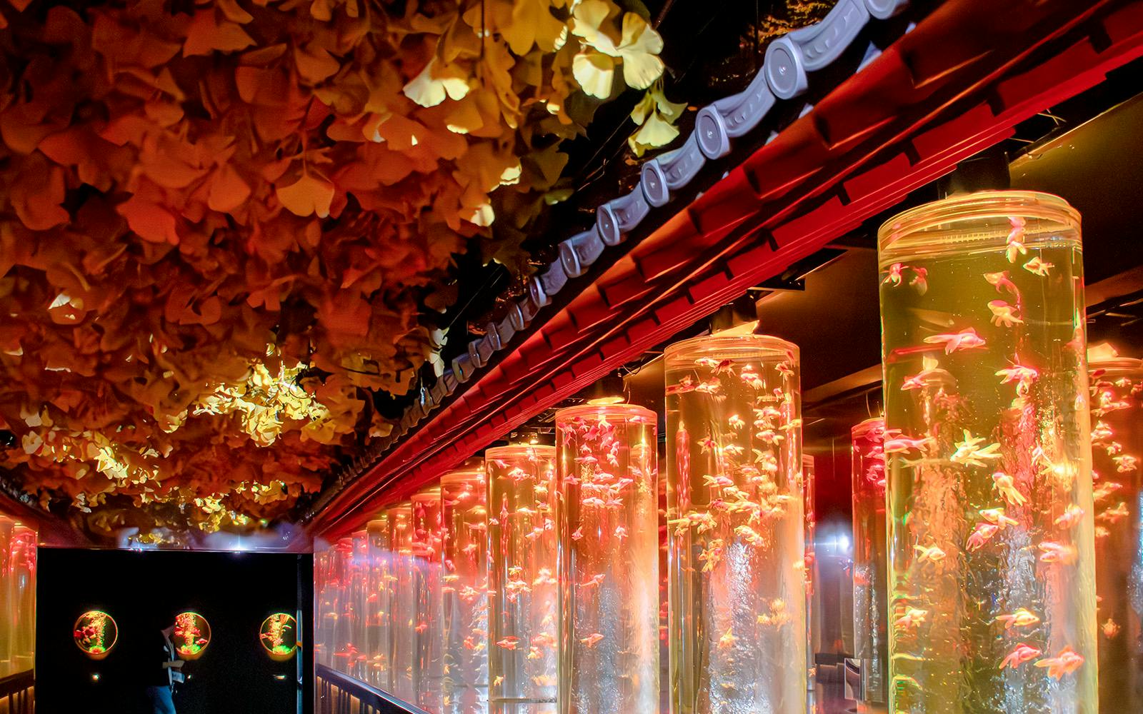 Art Aquarium Museum Ginza Tickets  Image 4