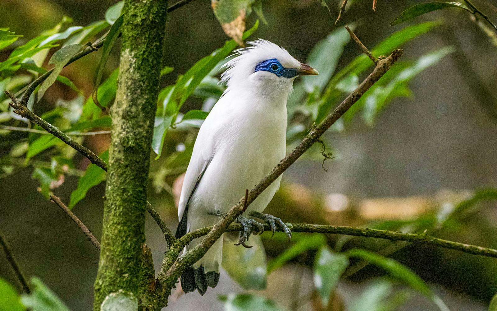 Bali Bird Park Group Saver Tickets: Group of 3 & More Image 5