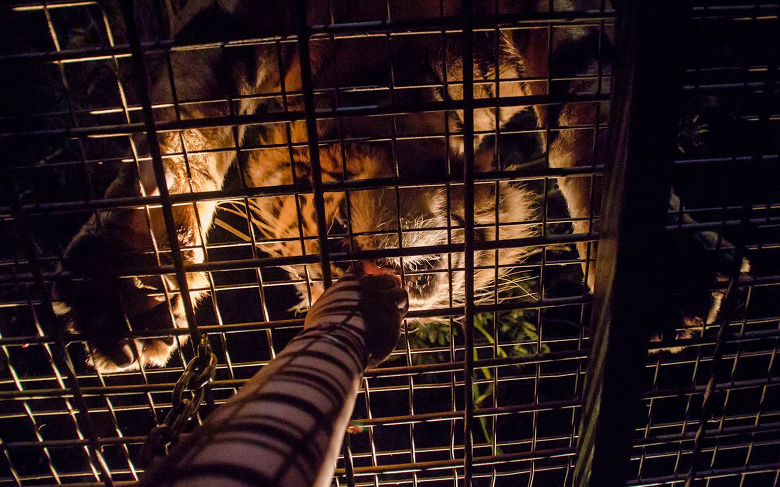 Bali Safari Park Tickets: Day/Night Safari & Optional Meals Image 9