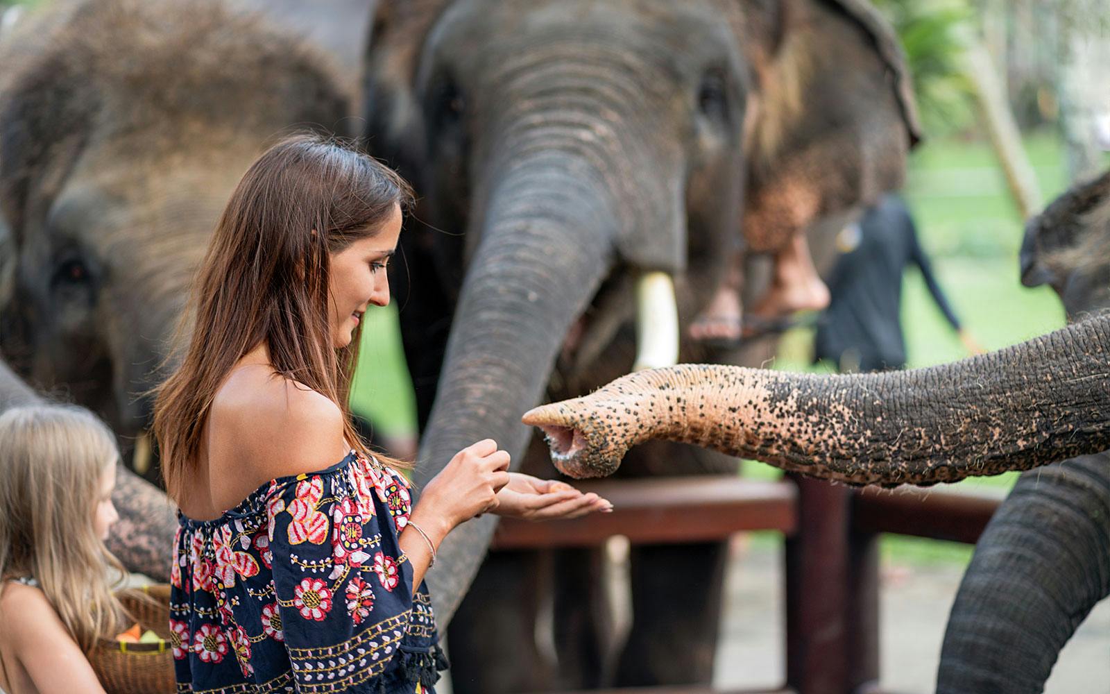 Bali Zoo Tickets with Elephant Feeding & Mud Bath
Image 2