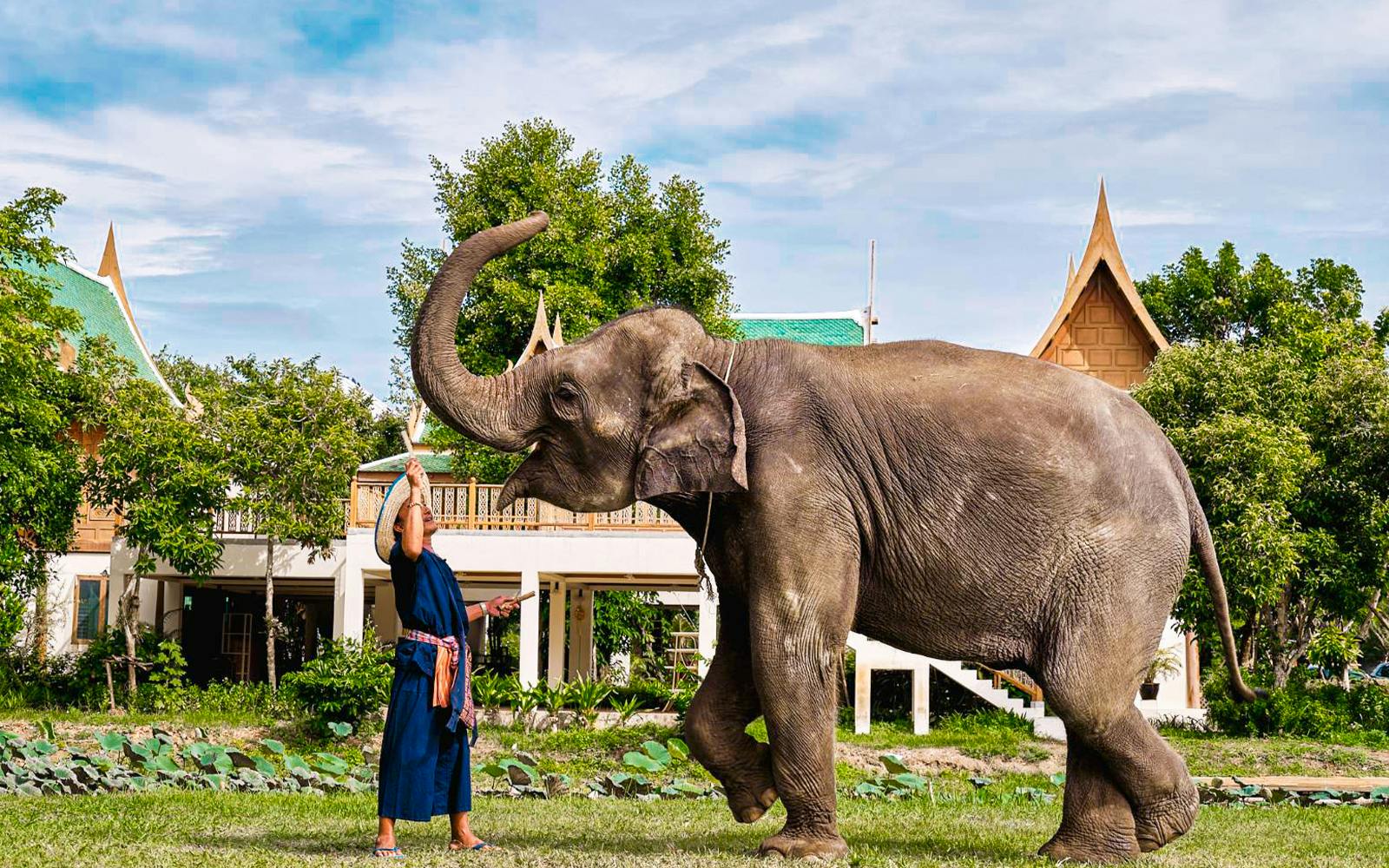 Bangkok Elephant Park Half-Day Elephant Care Experience Image 1