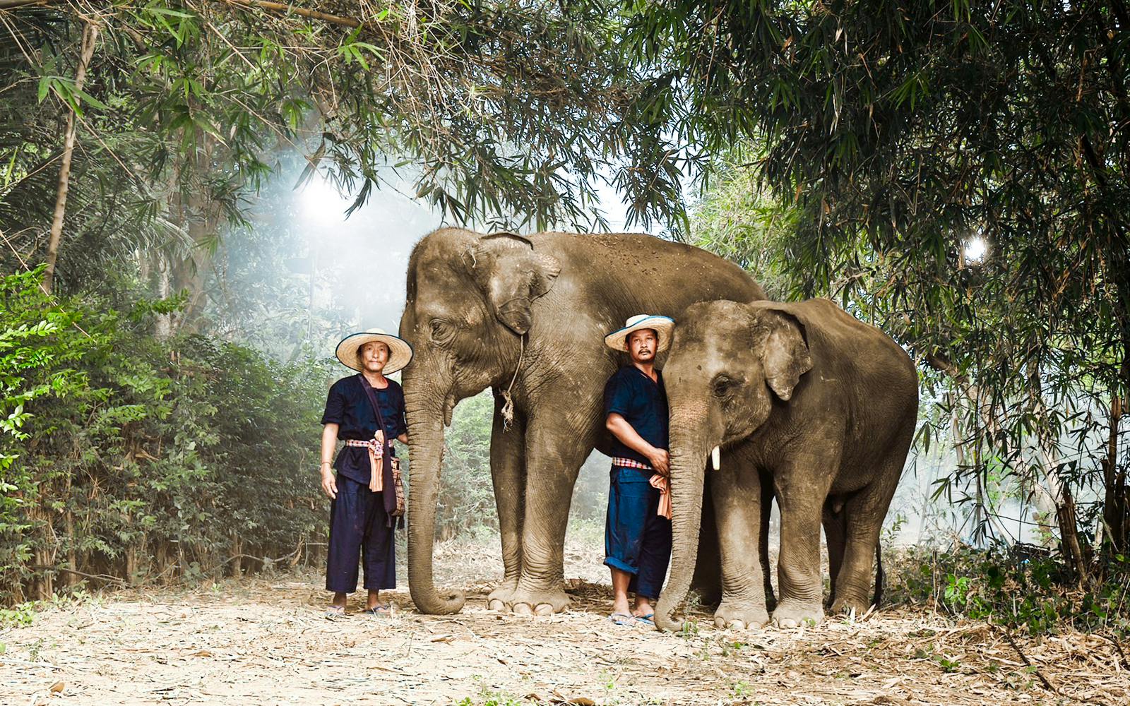 Bangkok Elephant Park Half-Day Elephant Care Experience Image 4