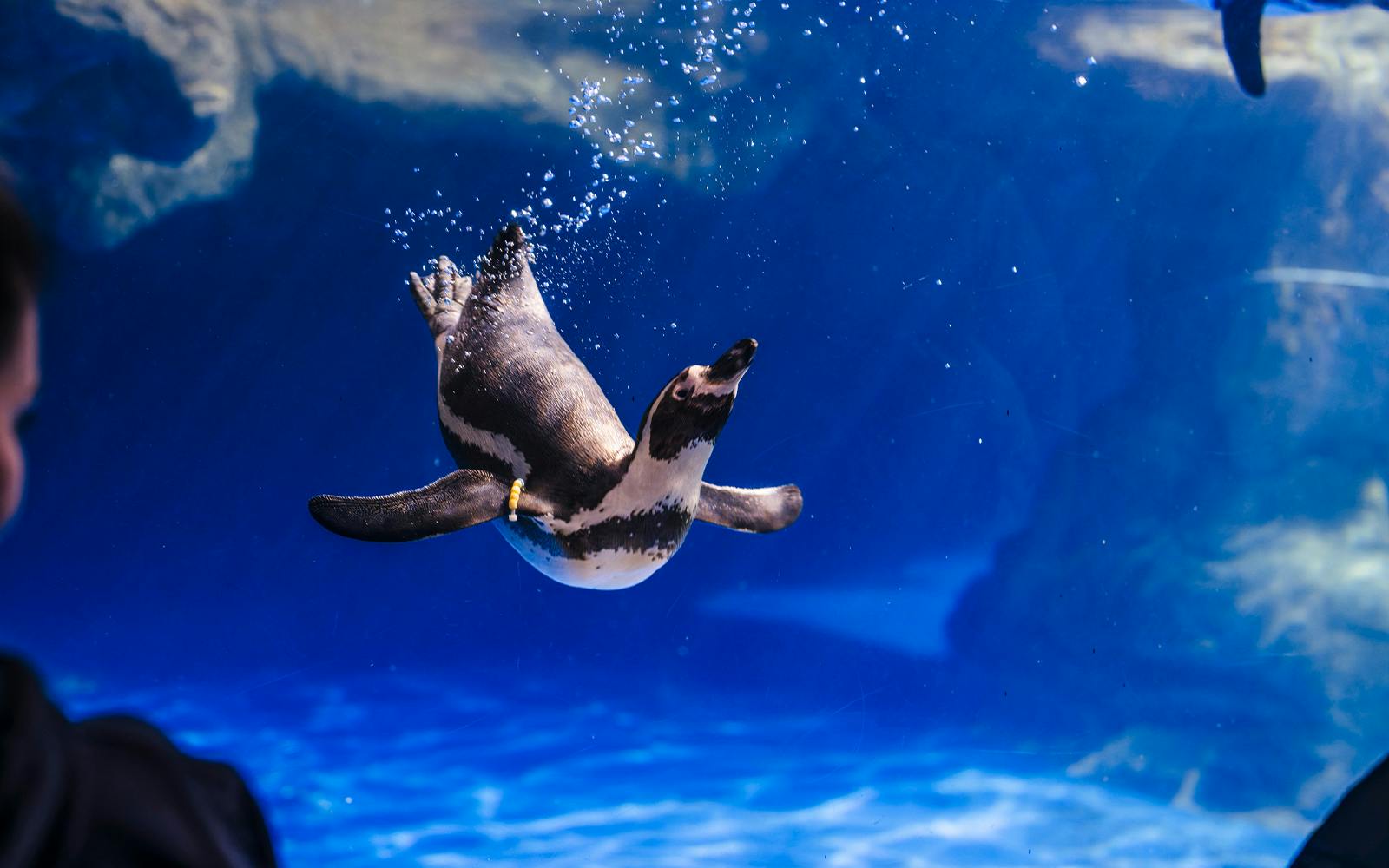 Barcelona Aquarium Skip-the-Line Tickets Image 8