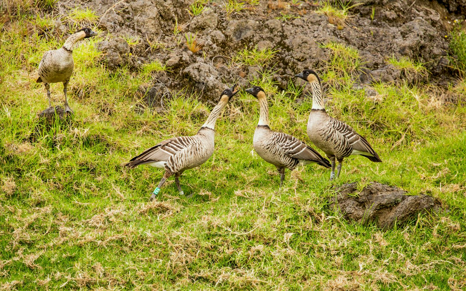 Big Island: Hakalau Forest Birdwatching Tour Image 10