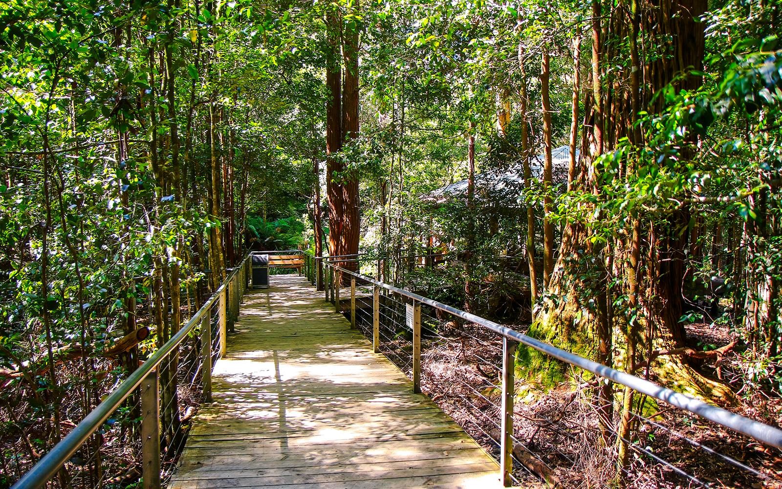 Blue Mountains Beat-the-Crowd Tour: Scenic World, Sydney Zoo & Harbour Ferry Return Image 12