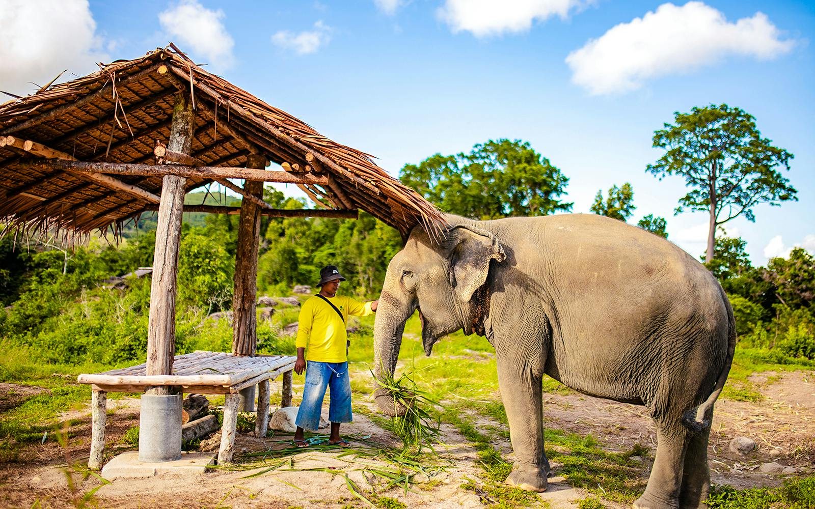 Bukit Elephant Park: Observe and Feed Guided Tour with Optional Transfers Image 2