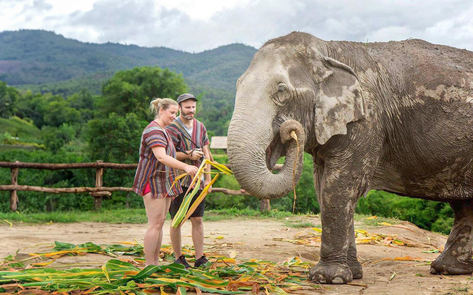 Chiang Mai: Elephant Jungle Sanctuary Tours Image 3