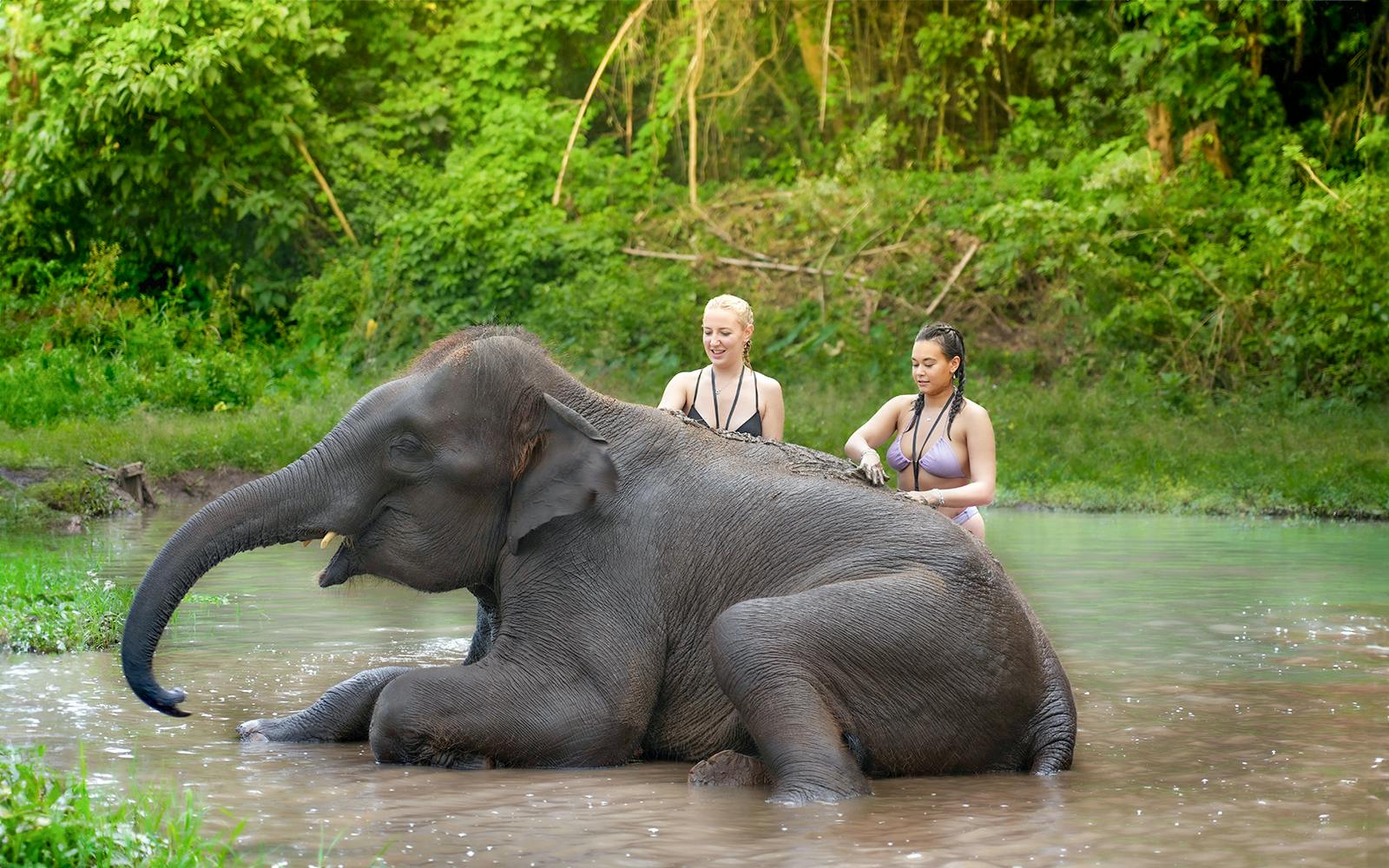 Chiang Mai: Elephant Jungle Sanctuary Tours Image 5
