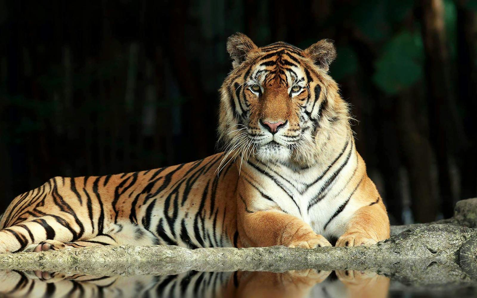 Chiang Mai Night Safari Tickets: Non Thai Residents Image 5
