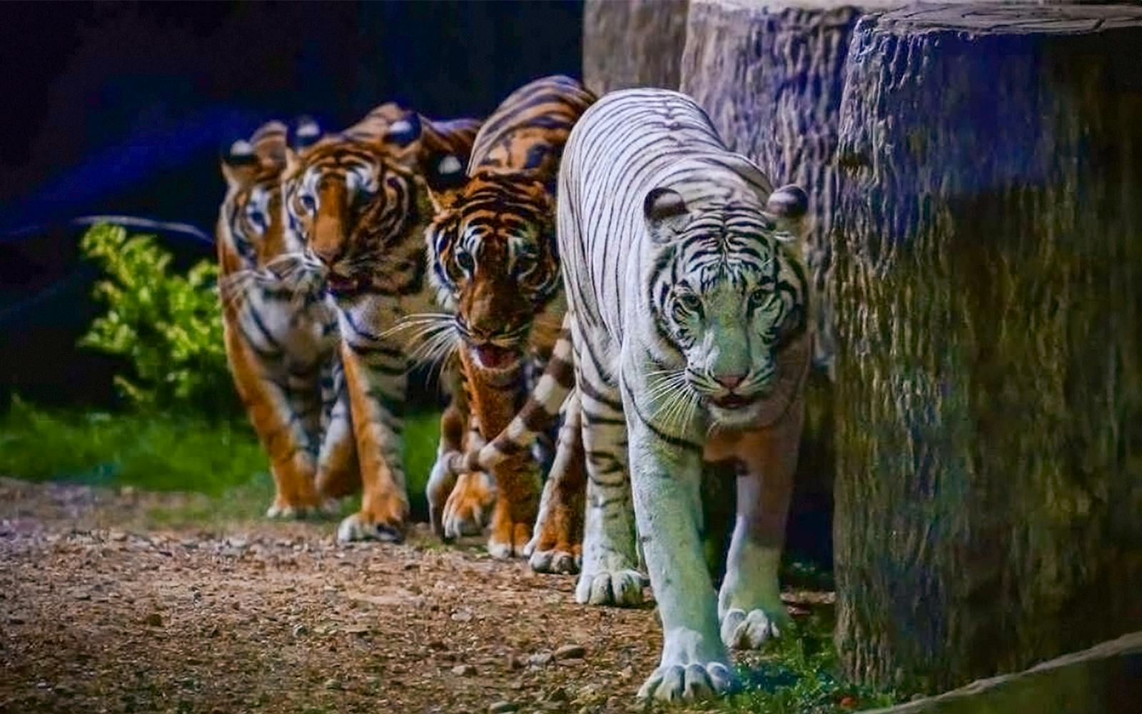 Chiang Mai Night Safari Tickets with Transfers: Non-Thai Residents Image 3