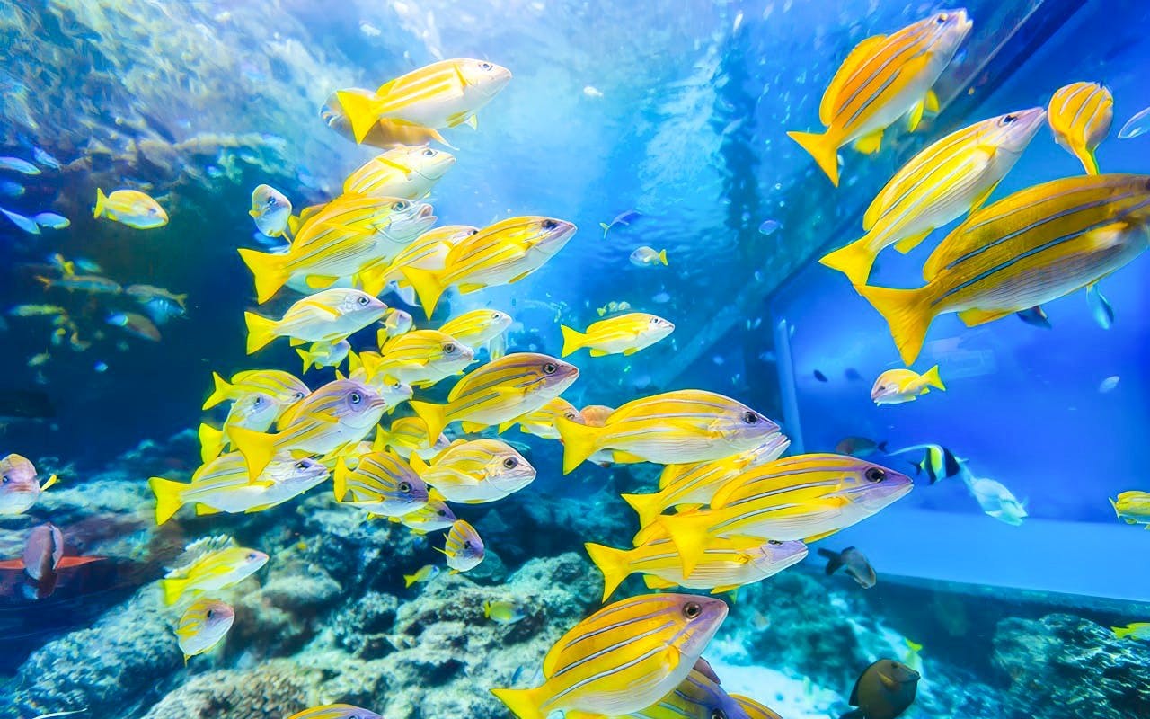 Churaumi Aquarium After 5 Entry Ticket Image 2