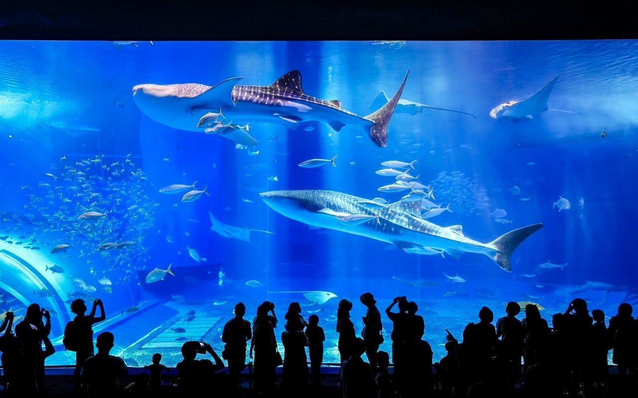 Churaumi Aquarium After 5 Entry Ticket Image 3