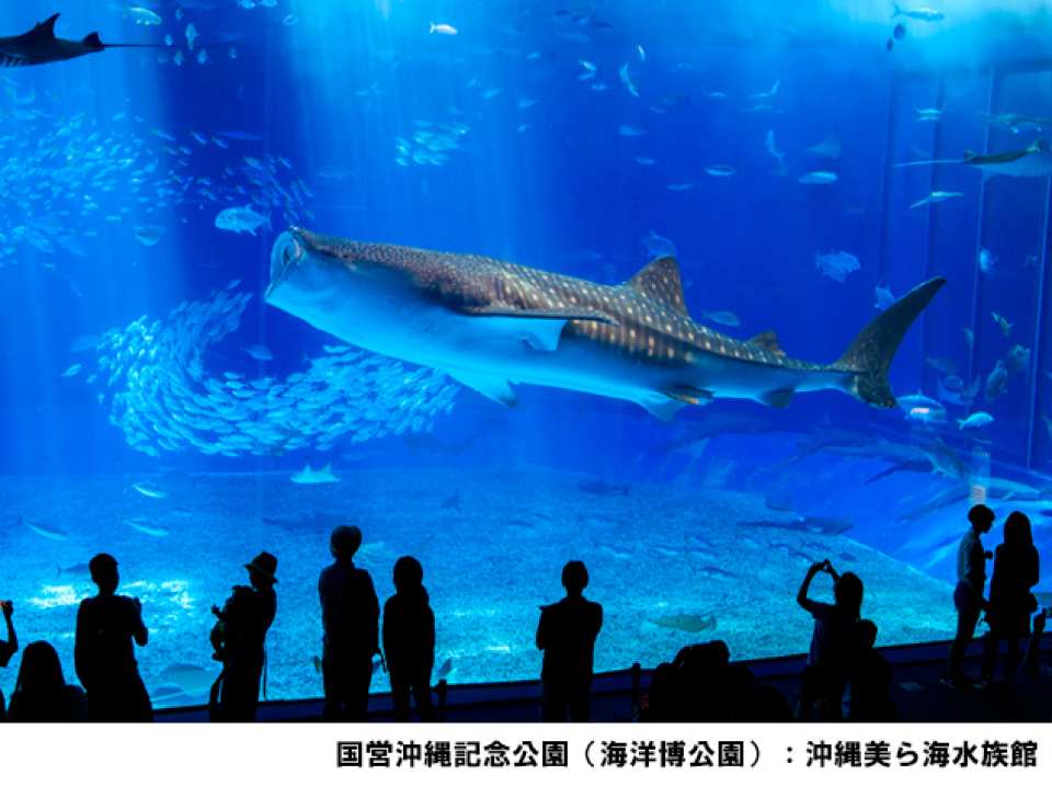 Okinawa | Churaumi Tokutoku 5 Pass / Okinawa Tokutoku 3 Pass | Instant Booking Confirmation