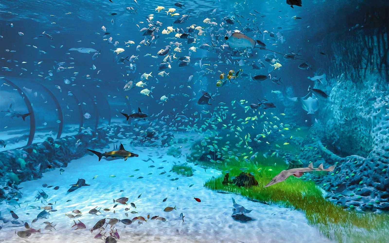 Combo: National Aquarium Abu Dhabi + Al Qana Attractions Image 3