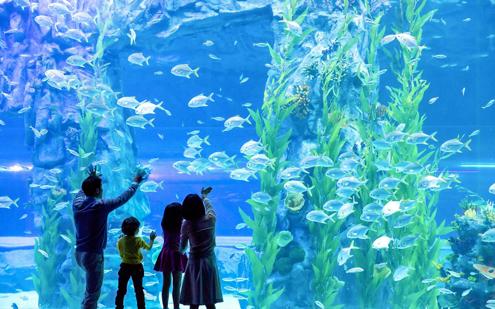 Combo (Save 38%): Lotte World and Aquarium + Seoul Sky Observatory Tickets Image 8