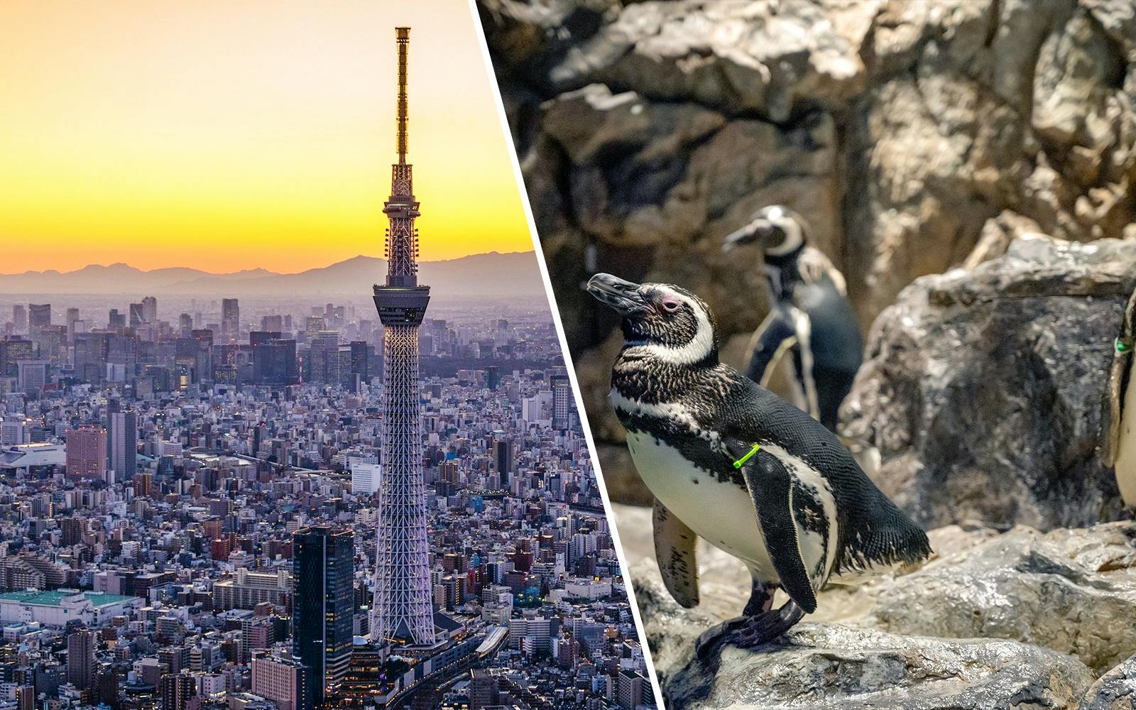 Combo: TOKYO SKYTREE + Sumida Aquarium Tickets Image 1