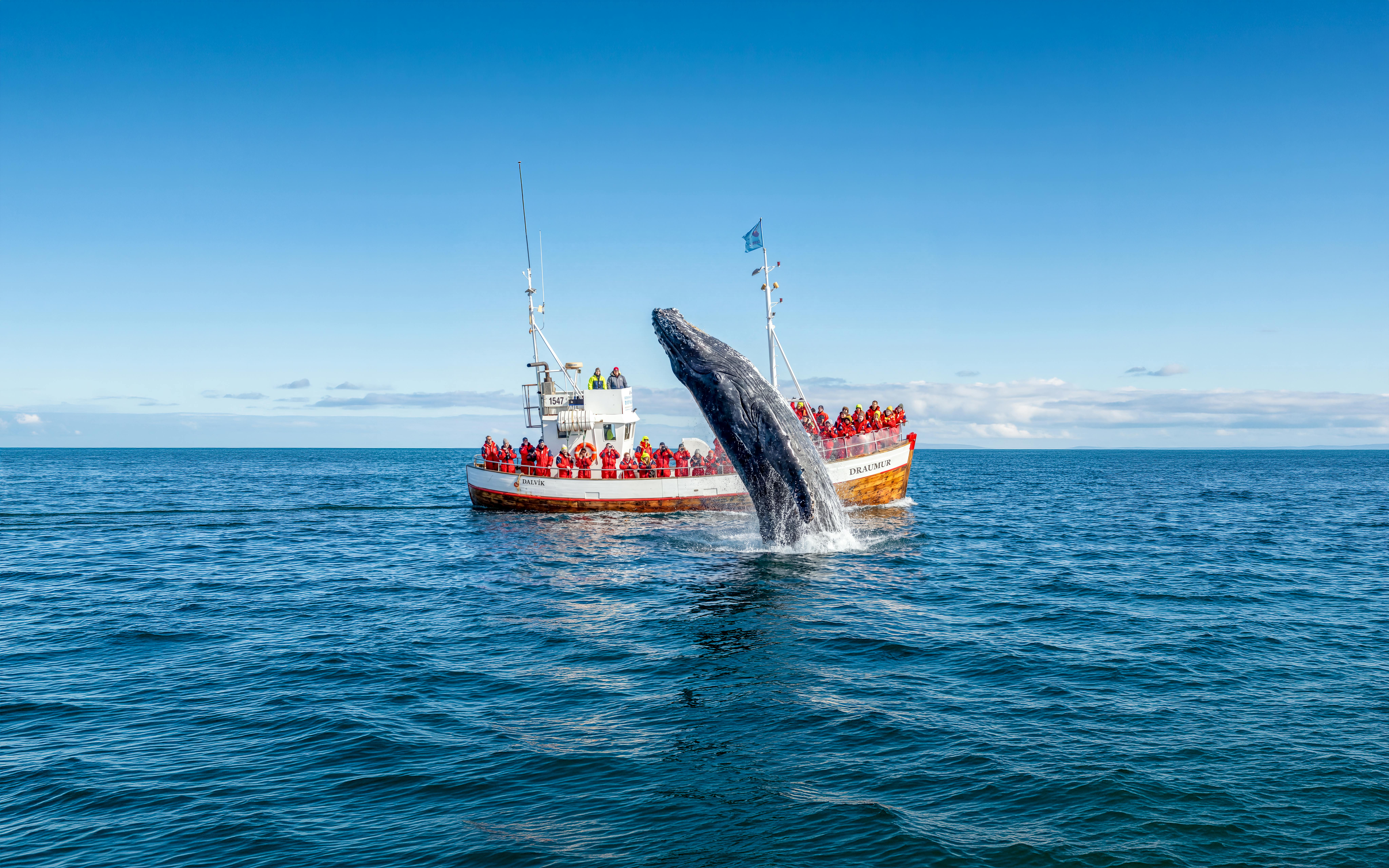 Dalvik: Whale Watching in Northern Iceland Image 1