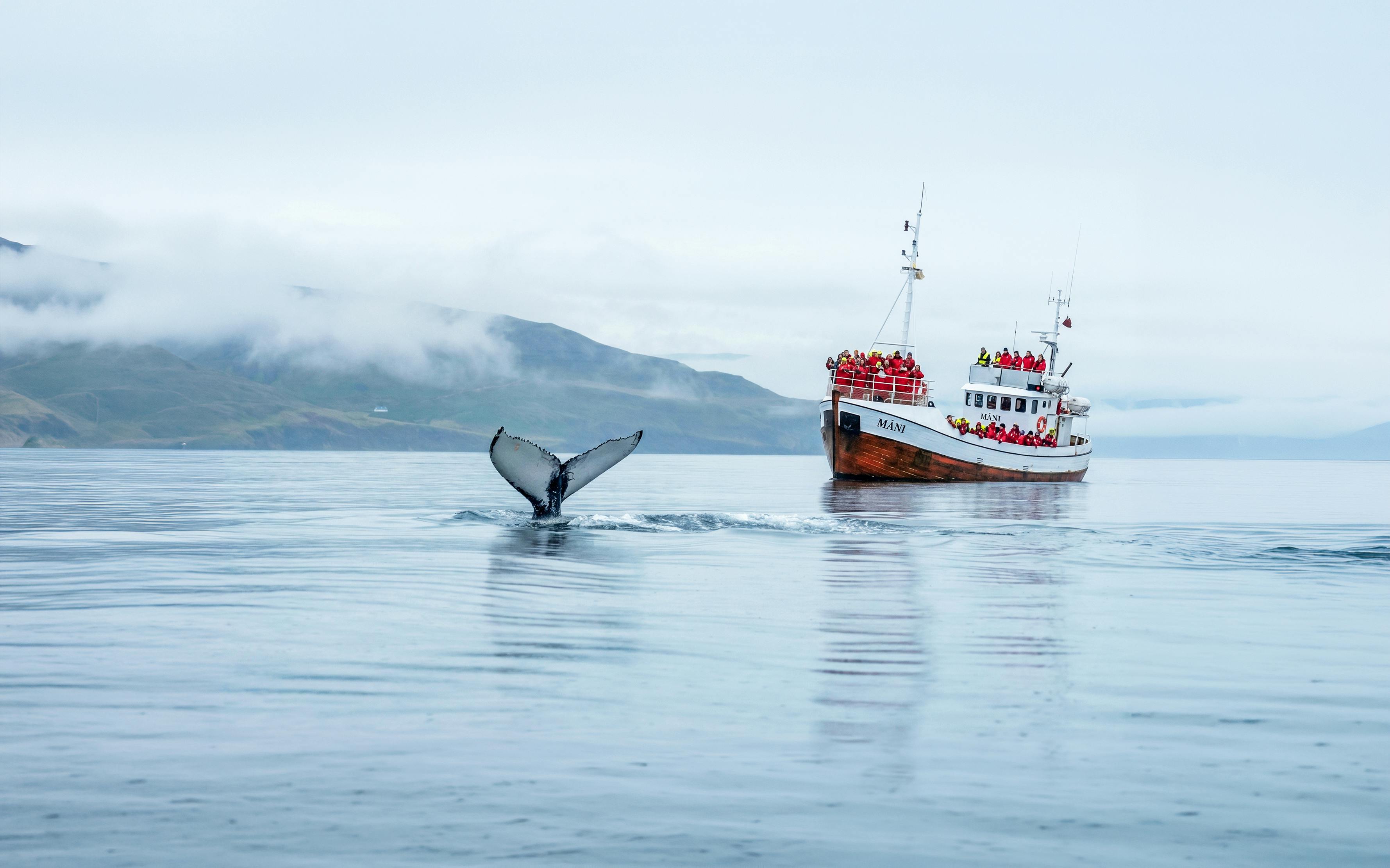 Dalvik: Whale Watching in Northern Iceland Image 6
