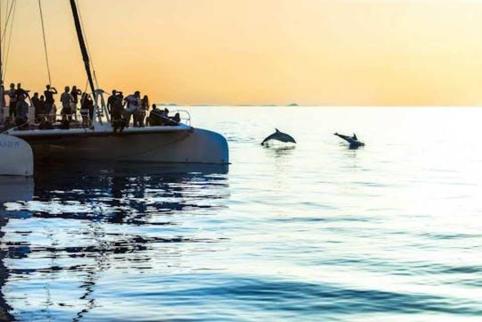 Dolphin watching cruise with transfer by Mayurca Yachting