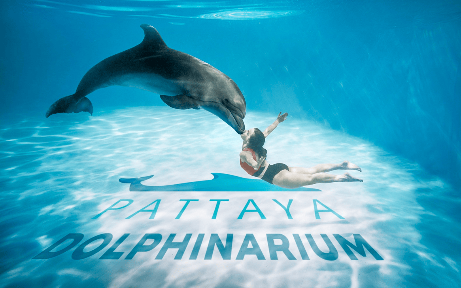 Dolphinarium Pattaya - Swim with Dolphins Experience Image 1