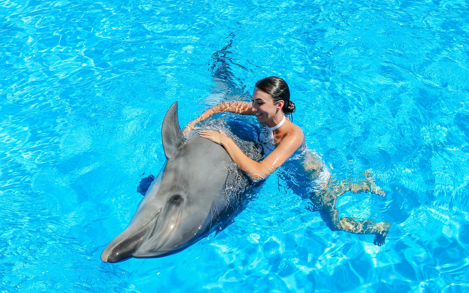 Dolphinarium Pattaya - Swim with Dolphins Experience Image 5