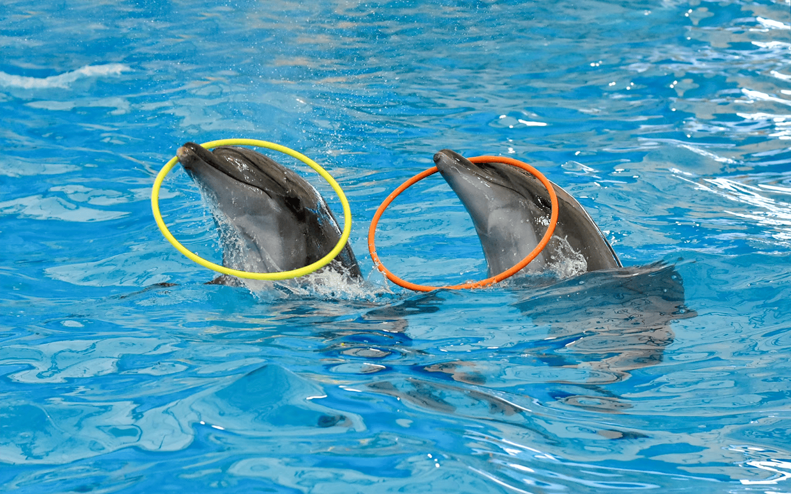Dolphinarium Pattaya Tickets: Non-Thai Residents Image 5