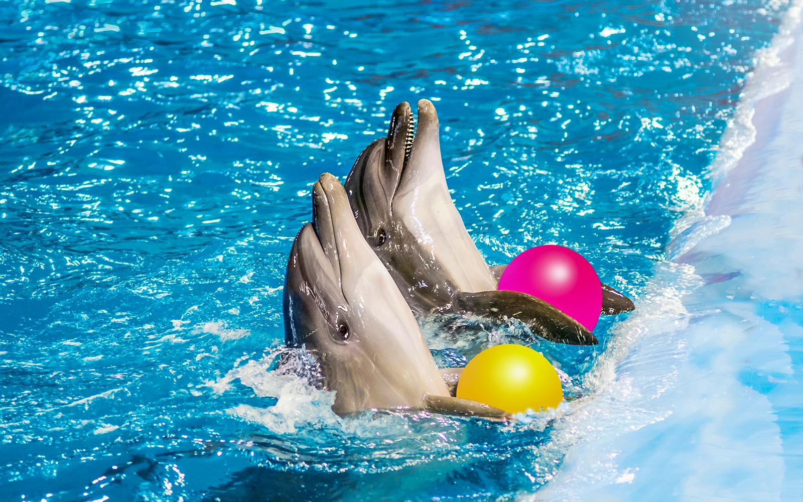 Dolphinarium Pattaya Tickets: Thai Residents Image 1