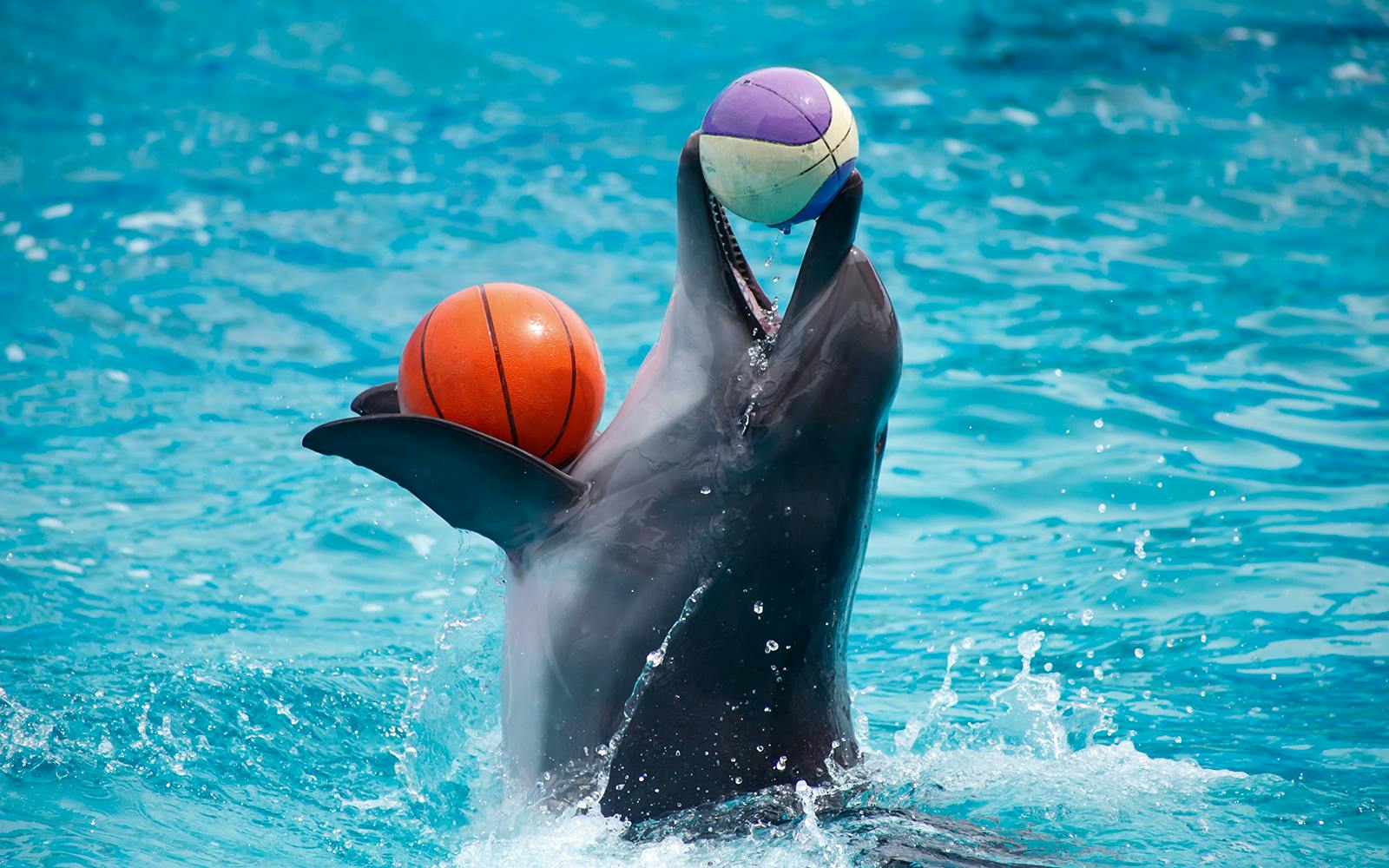 Dolphinarium Pattaya Tickets: Thai Residents Image 2