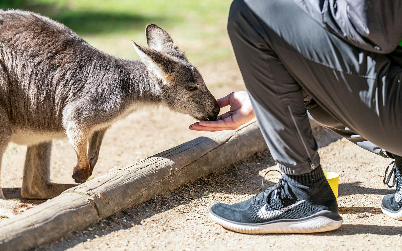 Featherdale Wildlife Park Tickets Image 1