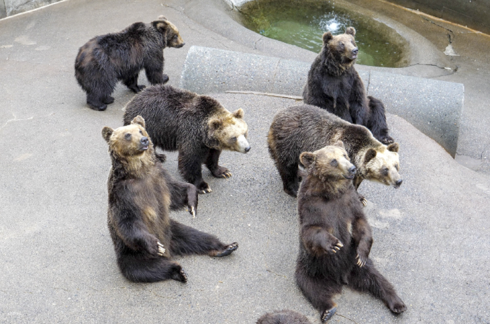 Showa Shinzan Bear Ranch E-Ticket | Hokkaido
