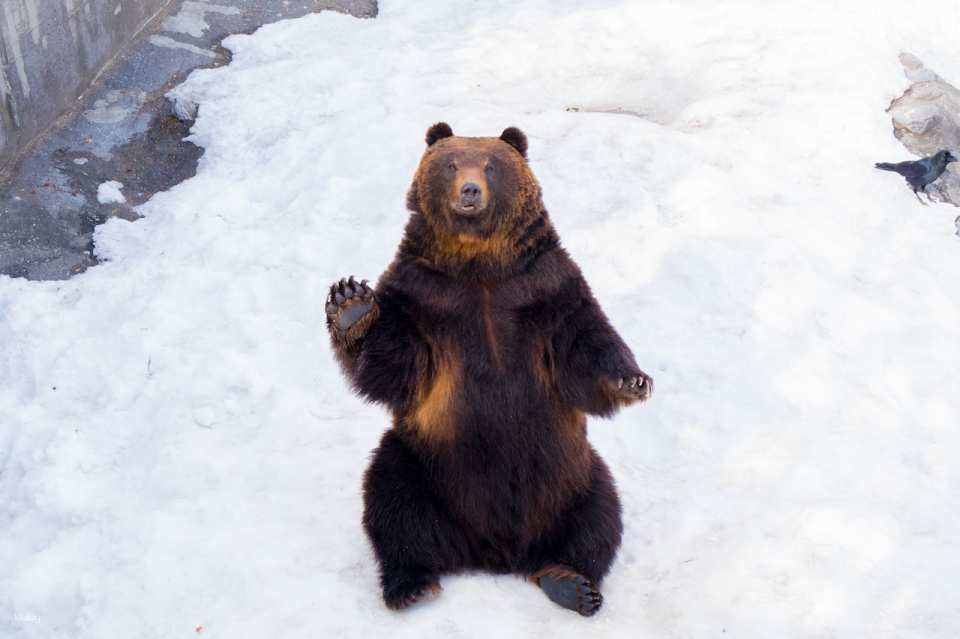 Showa Shinzan Bear Ranch E-Ticket | Hokkaido