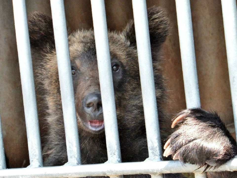 Showa Shinzan Bear Ranch E-Ticket | Hokkaido
