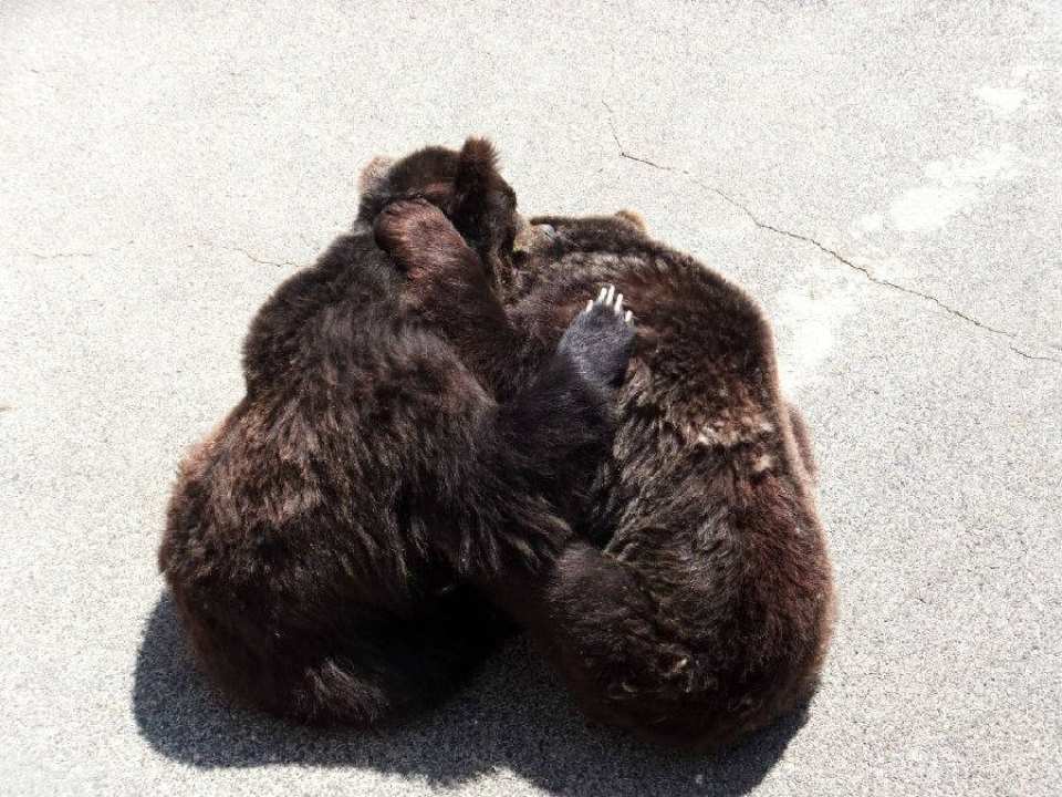 Showa Shinzan Bear Ranch E-Ticket | Hokkaido