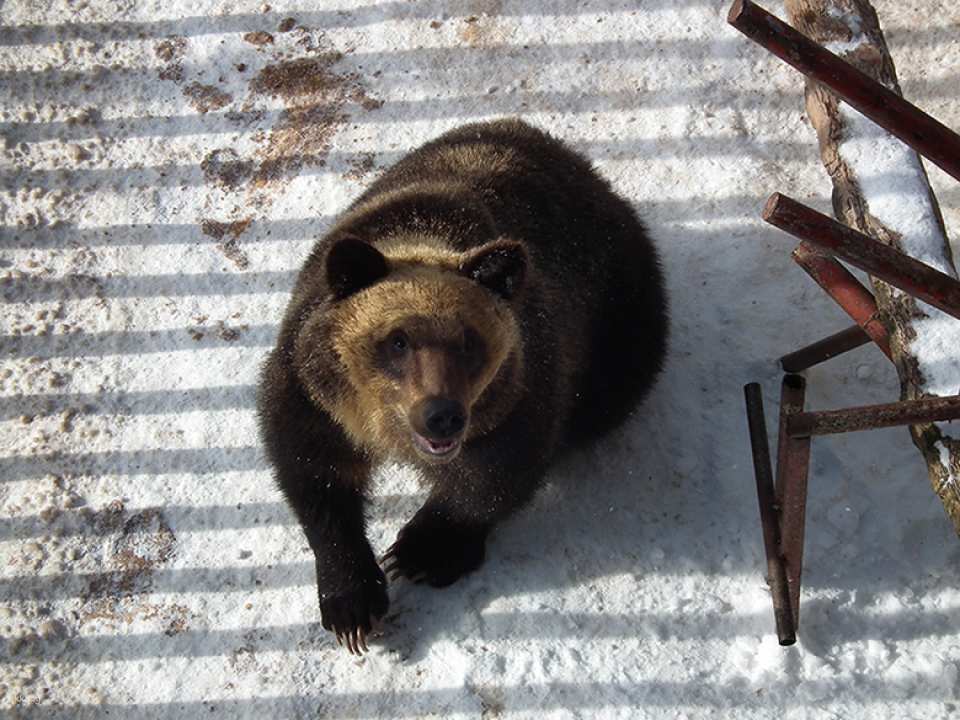 Showa Shinzan Bear Ranch E-Ticket | Hokkaido