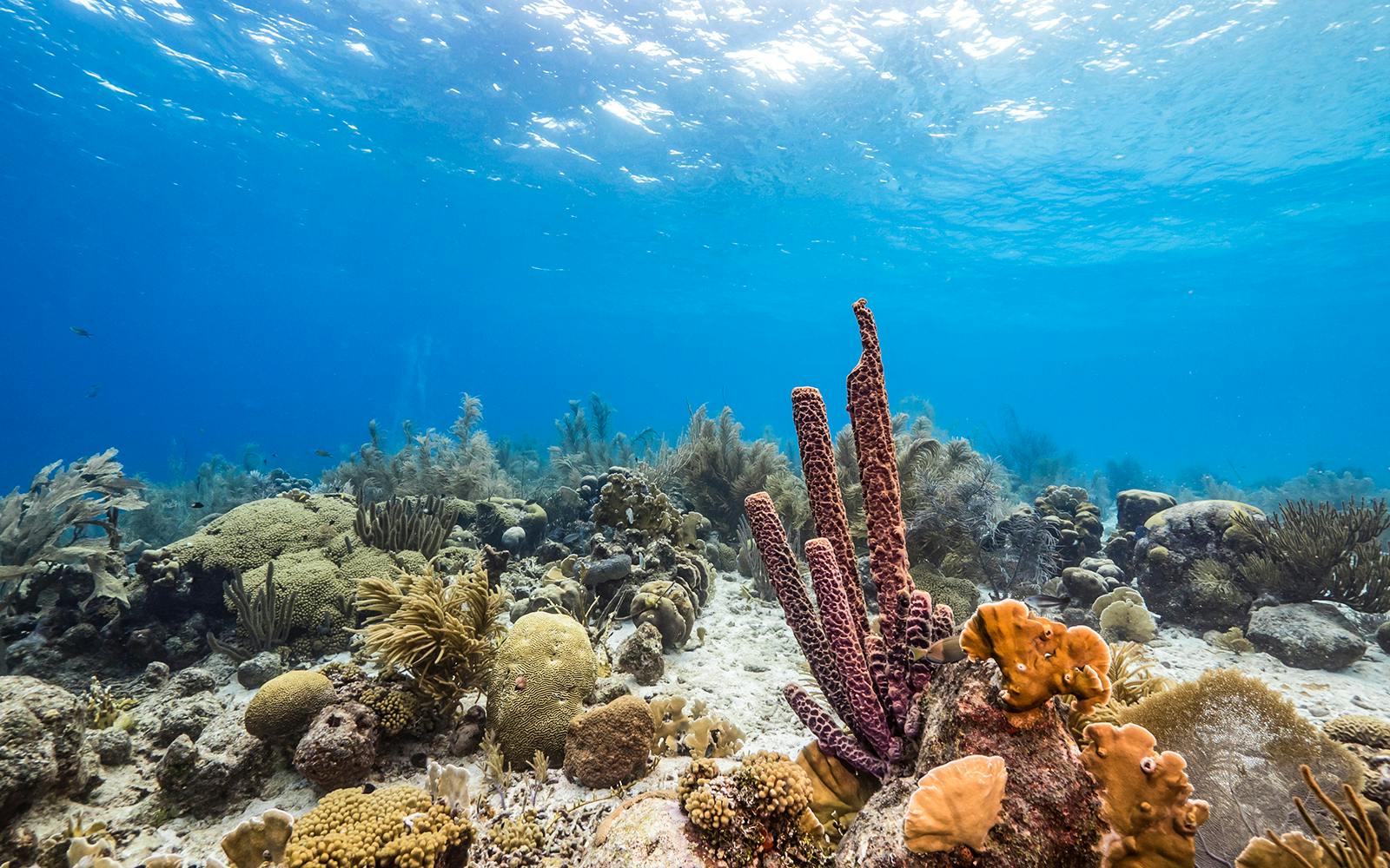 From Pattaya: Nemo Island Guided Trip with Lunch & Drone Photos Image 3
