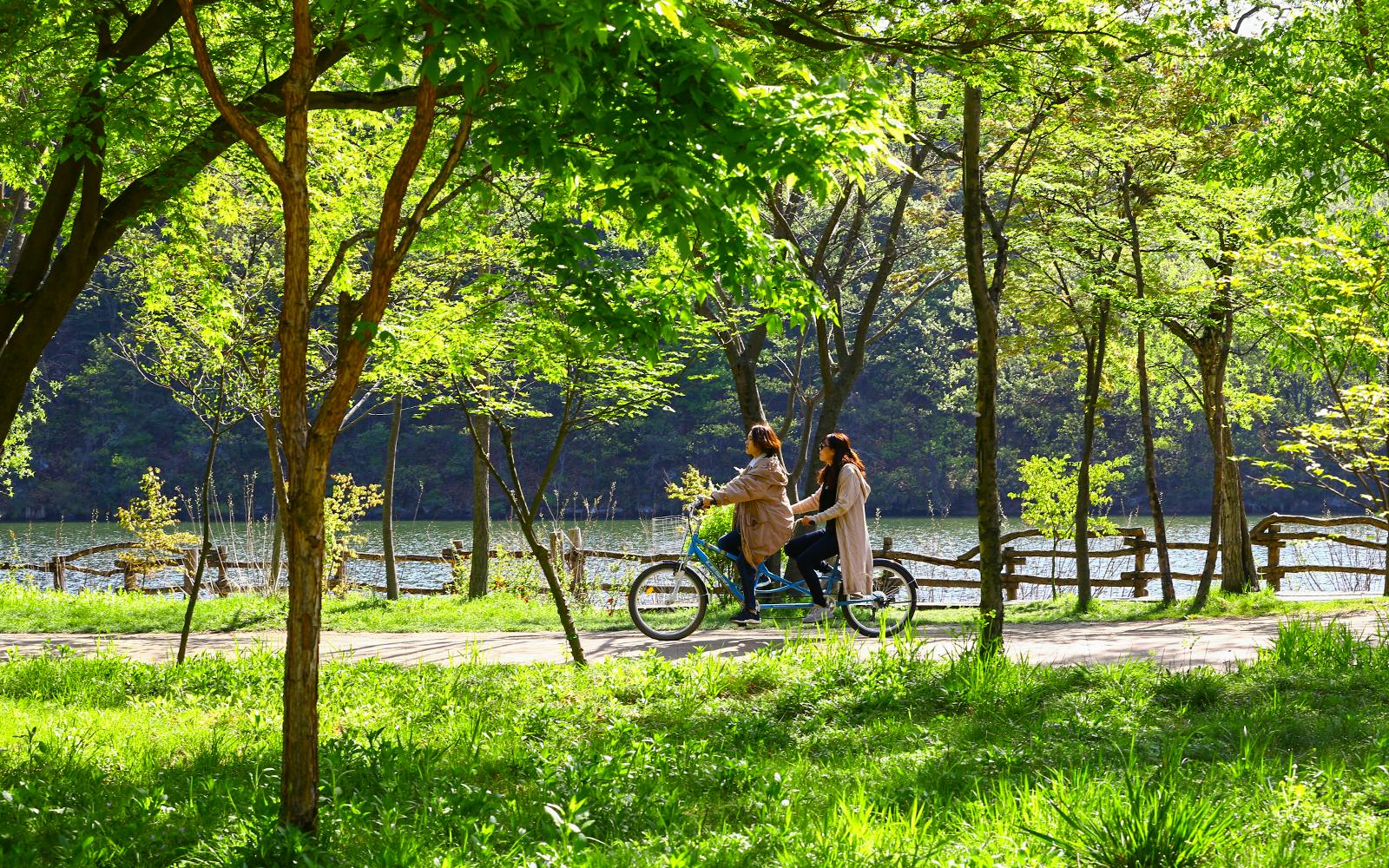 From Seoul: Alpaca World, Nami Island & Garden of Morning Calm Day Trip Image 3