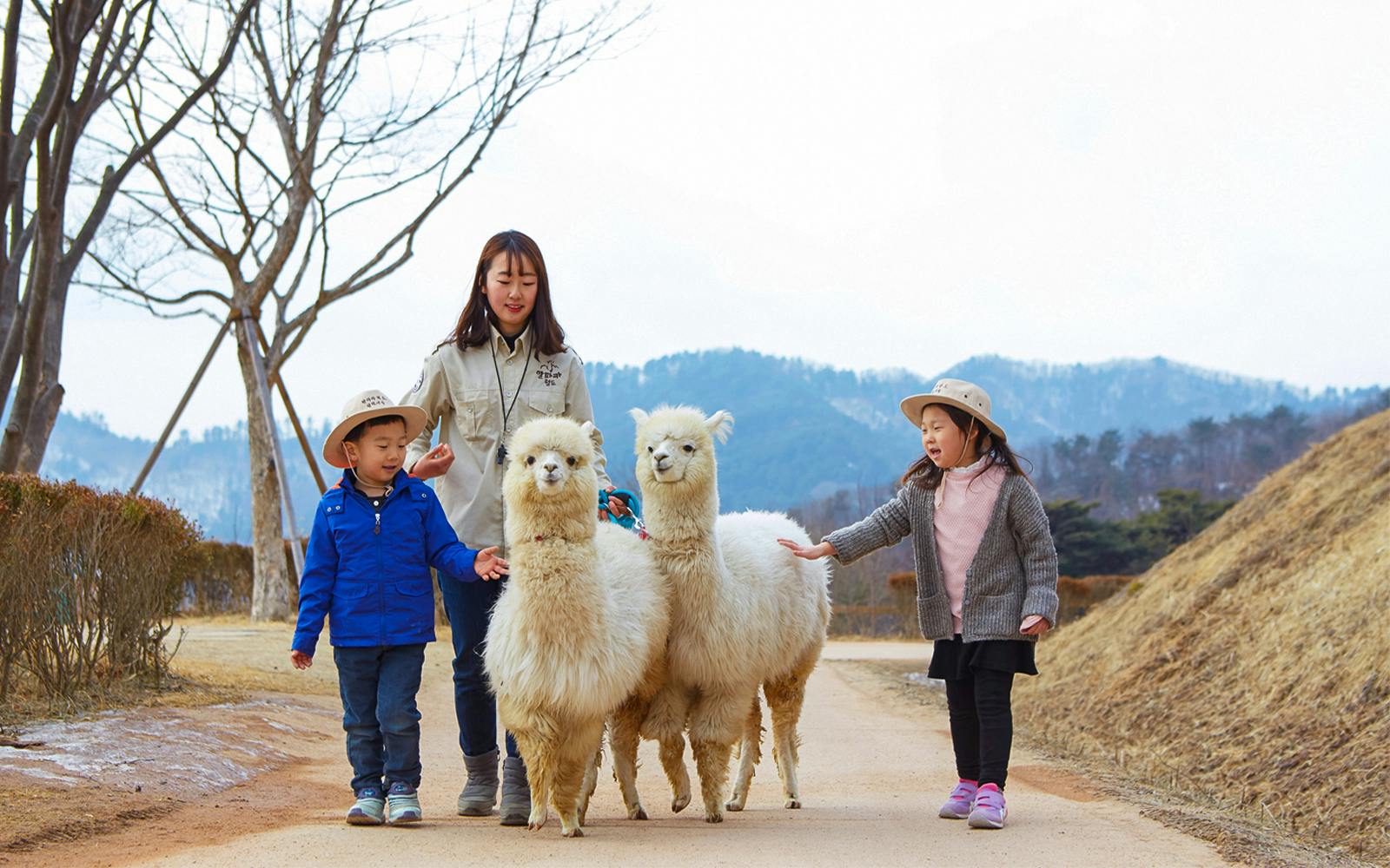 From Seoul: Nami Island & Alpaca World Guided Tour Image 3