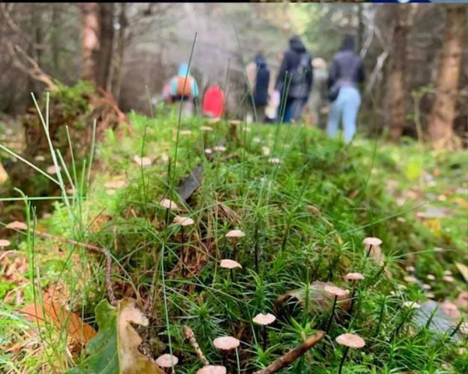 Heidelberg mushroom foraging guided hike