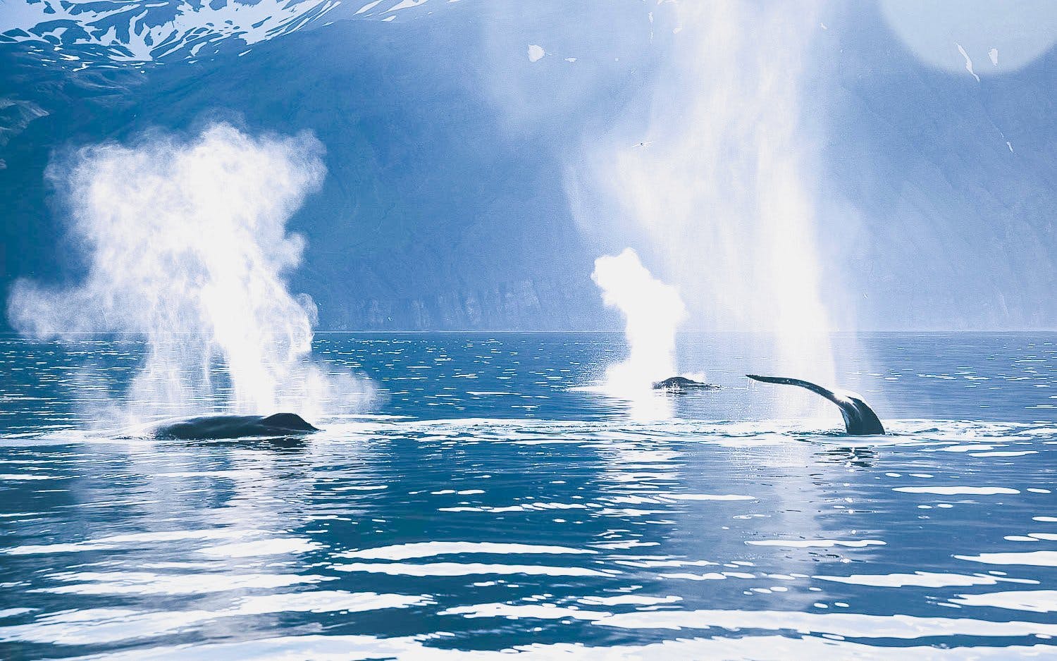 Husavik: Silent Whale Watching Tour on Carbon Neutral Oak Boat Image 7