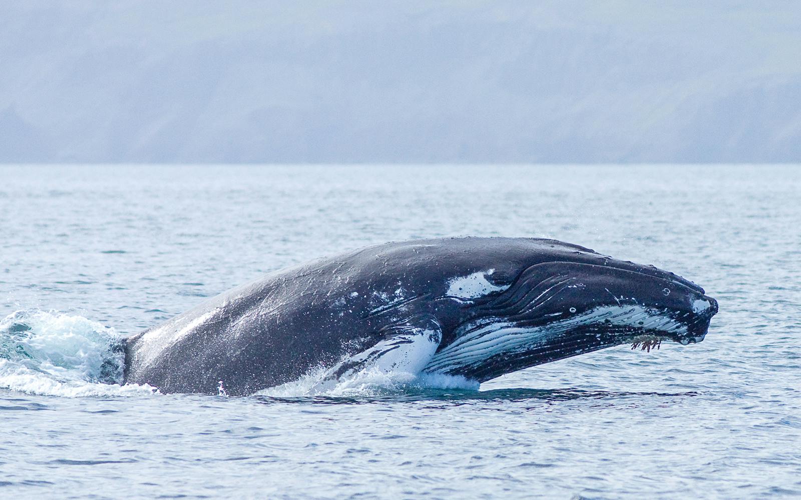 Husavik: Whale Watching & Puffin Boat Tour Image 2