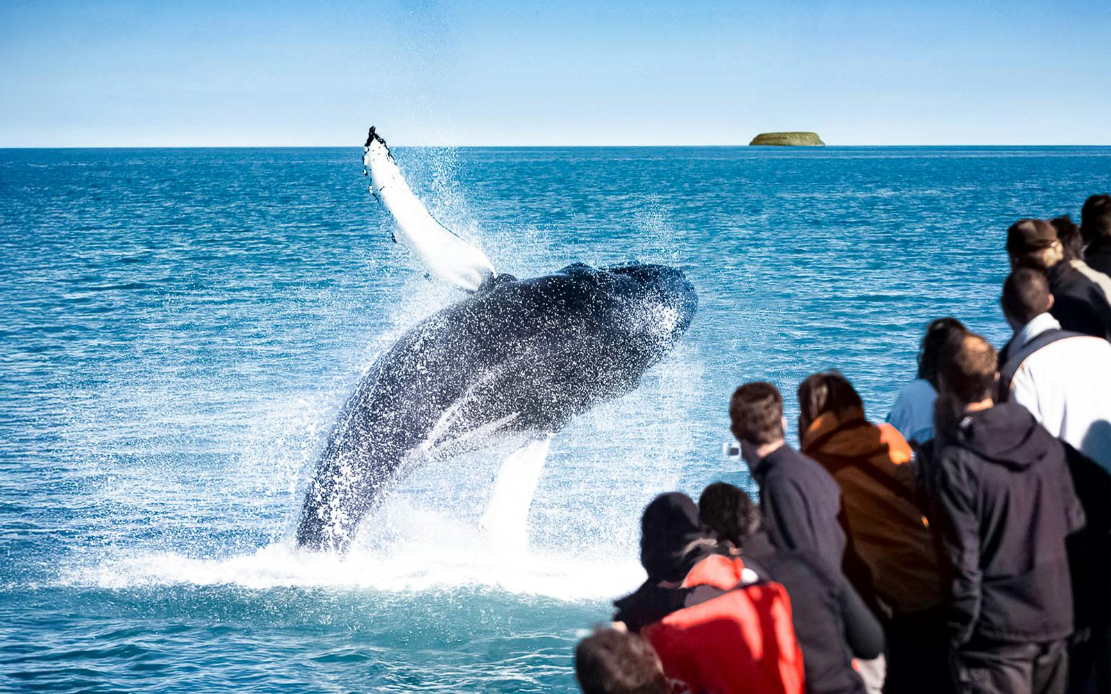 Husavik: Whale Watching Tour with a Guide Image 2