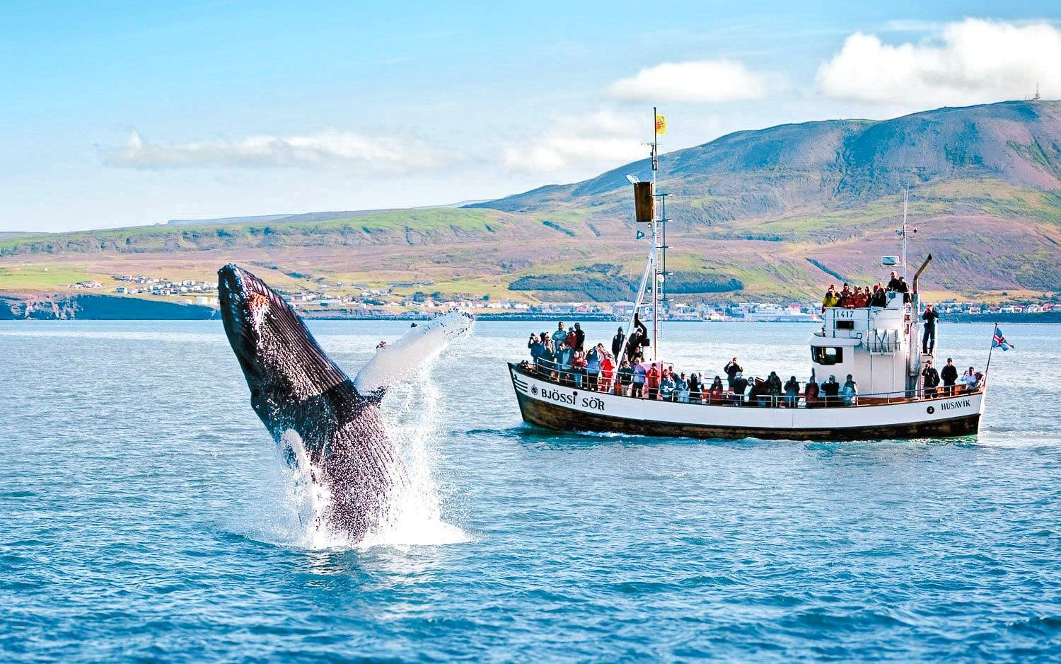 Husavik: Whale Watching Tour with a Guide Image 5