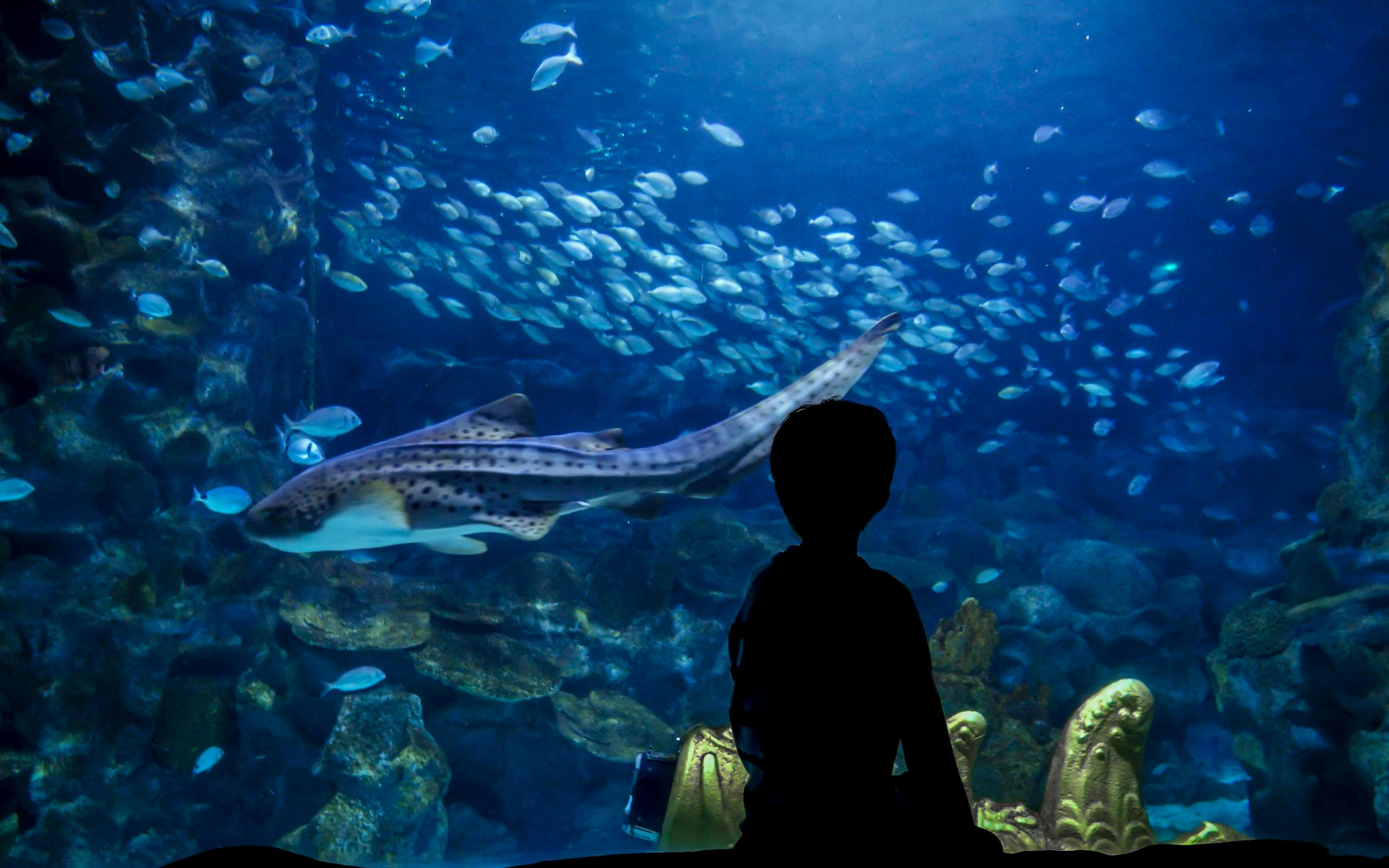 Istanbul Aquarium Skip-the-Line Tickets with Round-Trip Shuttle from Sultanahmet Image 4