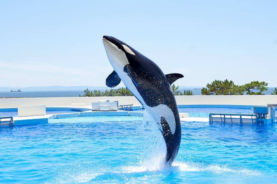 Kobe, Japan | Kobe Suma Marine World Tickets