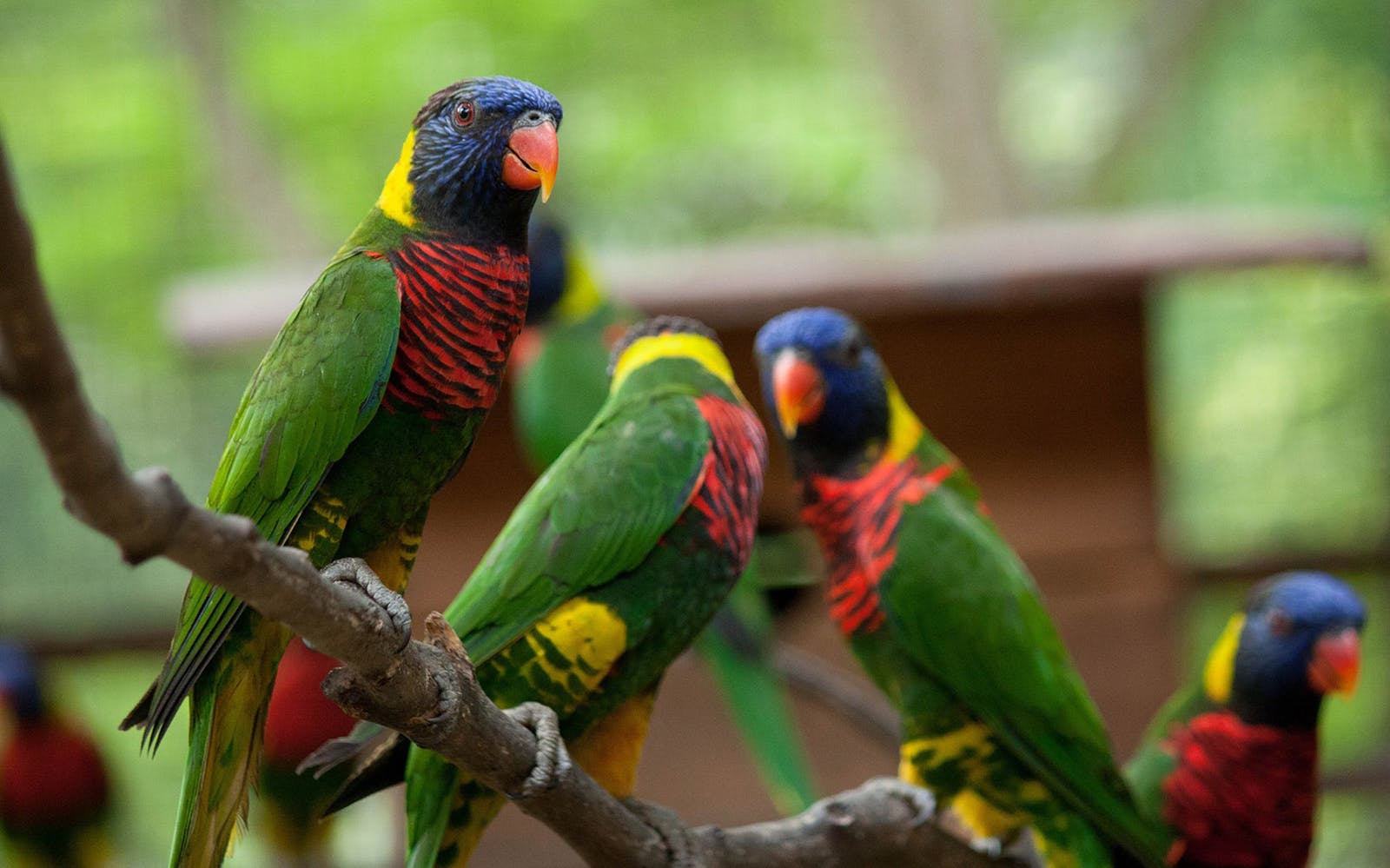 Kuala Lumpur Bird Park, Butterfly Park with Orchid and Hibiscus Garden Day Tour Image 2